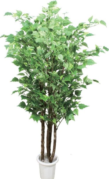 �H�y���ִ�